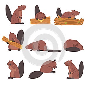 Cute Brown Beavers Set, Wild Rodent Animals Cartoon Vector Illustration