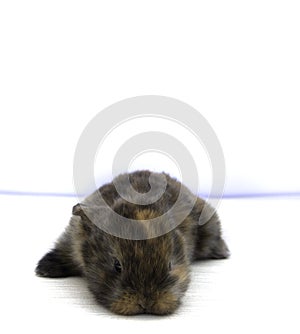 Cute brown black bunny lying