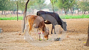 A cute brown and black cow calf grazing on the grass floor in India. Scenery with domestic animals at livestock