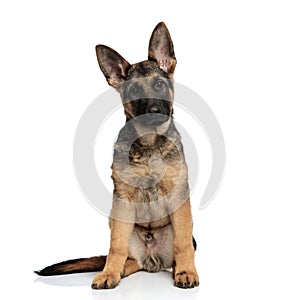 Cute brown and black german shepard sitting