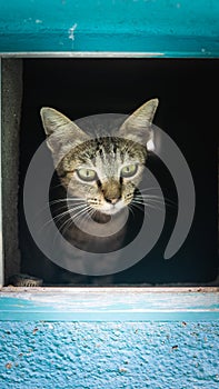 A cute brown and black stripes cat in a mailbox