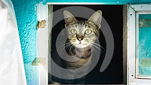 A cute brown and black stripes cat in a mailbox. Protecting newborn kitten inside the mailbox. Dark background