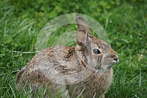 Cute brown bunny sitting in the green grass.