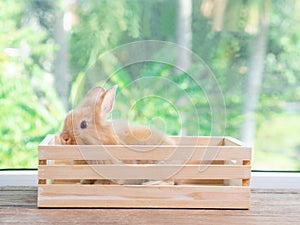 Cute brown bunny standing on wooden box and blurred green background.