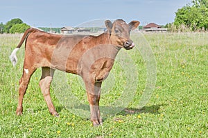 A cute brown calf grazing in a meadow