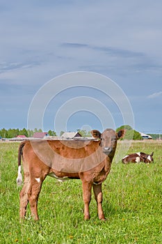 A cute brown calf grazing in a meadow