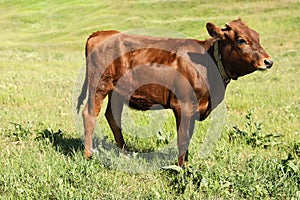 Cute brown calf on pasture. Animal husbandry