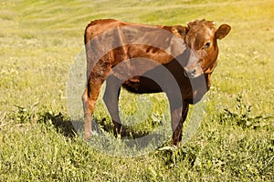 Cute brown calf on pasture. Animal husbandry