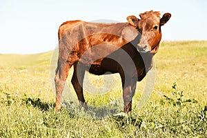 Cute brown calf on pasture. Animal husbandry