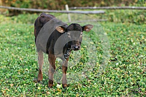 Cute brown calf standing with chain and looking on background of green summer field. Baby cow grazing near meadow, countryside