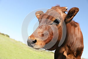 Cute brown calf on sunny day. Animal husbandry