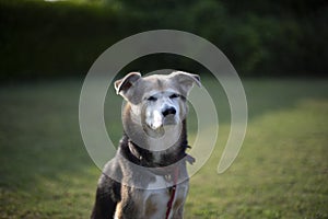 Cute, brown canine enjoying a sunny day outdoors