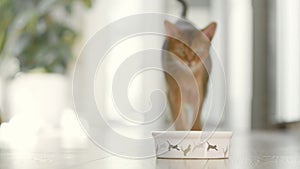 Cute brown cat coming for breakfast to his bowl