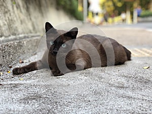 Cute brown cat in the park