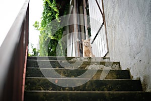 Cute brown cat sat on upper stair step waiting meal from owner