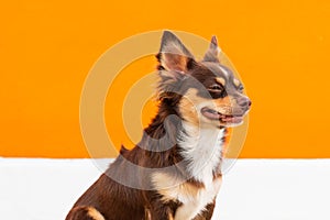 Cute brown chihuahua dog sitting on orange and white background