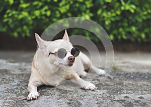 cute brown chihuahua dog wearing sunglasses lying down on cement floor in the garden. looking sideway
