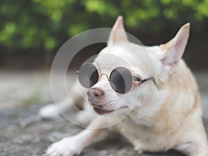 cute brown chihuahua dog wearing sunglasses lying down on cement floor in the garden. looking sideway at camera