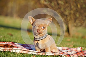 Cute brown Chihuahua Puppy sitting in the park on a green grass