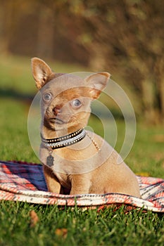 Cute brown Chihuahua Puppy sitting in the park on a green grass