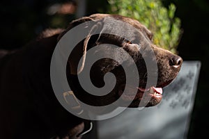 Cute Brown Chocolate Labrador Dog