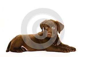Cute brown chocolate labrador puppy
