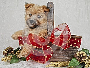 Cute Brown Christmas Puppy