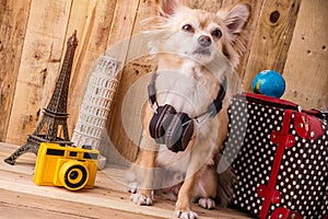 Cute brown color chihuahua dog with travel concept ,travel stuff