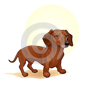 Cute Brown coloured dog amazing vector illustration. Cute cartoon dogs vector puppy pet characters breads doggy illustration