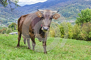 Cute brown cow on the alpine pasture