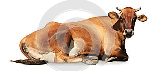 Cute brown cow lying on white background, banner design. Animal husbandry