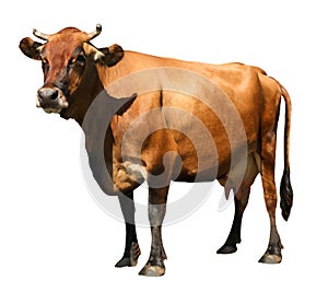 Cute brown cow on white background. Animal husbandry