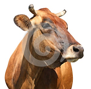 Cute brown cow on white background, closeup view. Animal husbandry