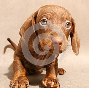 Cute brown dachshund puppy