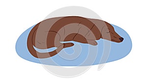 Cute brown Dachshund or sausage dog sleeping on rug. Cute purebred short-legged doggy. Colored flat vector illustration