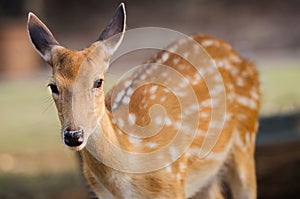 A cute brown deer