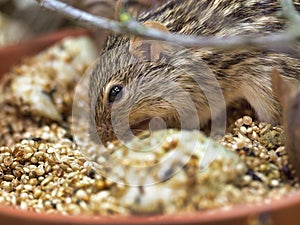 Cute, brown degu perched atop a ceramic pot filled with food, gazing out with its two beady eyes