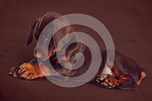 Cute brown Doberman puppy with big paws and ears lying in the St