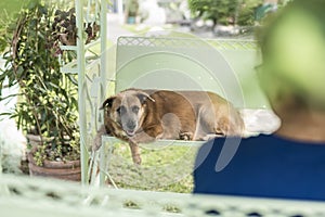 A cute brown dog accompanies his master in the patio swing. A loyal and lovable pet