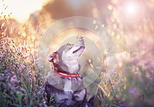 Cute brown dog with butterfly Machaon on his nose sits on a clear Sunny meadow and smiles happily on a warm summer day