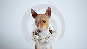 Cute brown dog in flower wreath looks at camera