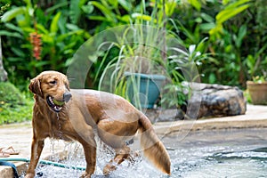 Cute brown dog getting a tennis ball out of the pool in a garden