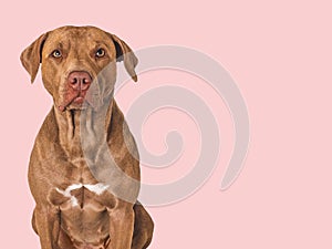 Cute brown dog. Isolated background. Close-up, indoors
