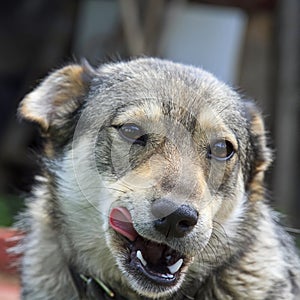 Cute brown dog licks his big nose