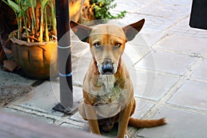 Cute brown dog looking at camera