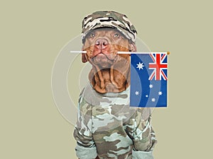 Cute brown dog, military shirt and Australian Flag