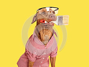 Cute brown dog, paint brush and goggles