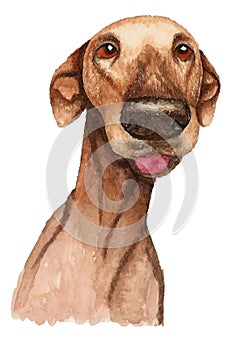 A cute brown dog with a protruding pink tongue.