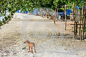 Cute brown dog puppy on a beach with trees