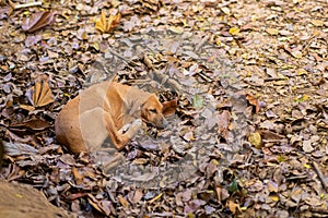 Cute brown dog sleeping, relaxing in leaves in autumn, fall forest. Close-up with copy space.